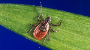 Black-legged tick associated with Lyme disease, which may contribute to hearing loss and tinnitus in some individuals.